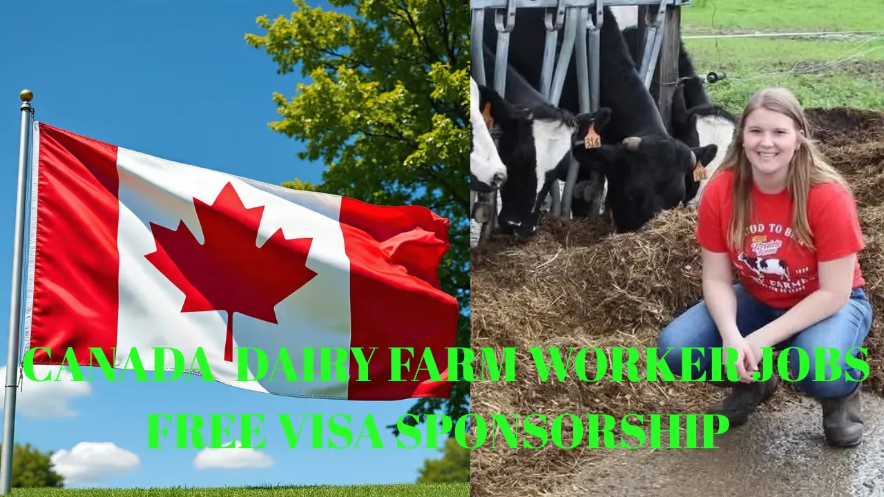 Canada Dairy Farm Jobs with Free Visa Sponsorship – Apply Now!